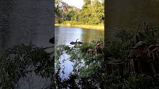 Beautiful Black Anhinga  ❣️👌 ❣️ [upl. by Nessej839]