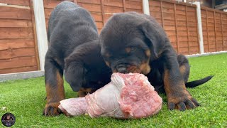 9 Weeks Old Rottweiler Puppies VS RAW Turkey Legs [upl. by Melmon]