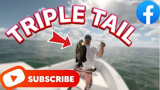 TRIPLE TAIL Pt1 The catch florida fishing tripletail suncoastoutdoors floridasportfishing [upl. by Carlynn]