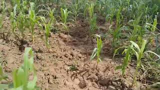 maize farming in african villageweeding beans [upl. by Elleiad950]