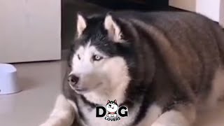 Most Fat Husky In the World Chubby Husky  Overweight Husky [upl. by Haidabej258]