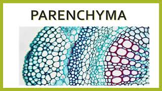 Parenchyma its functions [upl. by Yarrum]