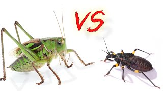 Кузнечик vs Клоп хищнец Посмотрите кто сильнее Katydid vs Assassin bug [upl. by Niahs]