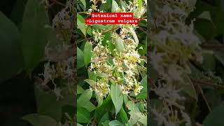 Wild privet plant Botanical name  Ligustrum vulgare  Family Oleaceae [upl. by Giulia]