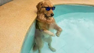 Laugh out Loud with the Funny Animals Video  Hilarious Cats and Dogs 2024 [upl. by Nnaitsirhc162]