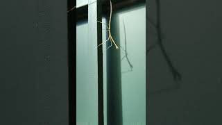 Ramulus artemis Walking stick stick insect [upl. by Wharton]