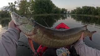 Musky Catch Full Video [upl. by Bowerman]