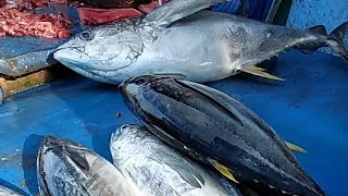 Live 09 Apr 24 ‼️ Cutting Fresh Yellowfin Tuna [upl. by Enelram]