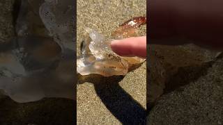 Jellyfish vs Sand Piranhas Completely Infested shorts [upl. by Erbas]