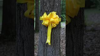 Tie a Yellow Ribbon Round the Ole Oak Tree Shorts [upl. by Alfreda]