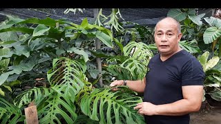 Ask Arid and Aroids quotIntroduction to Aroidsquot  Philodendron  Monstera  Anthurium [upl. by Ennazus]