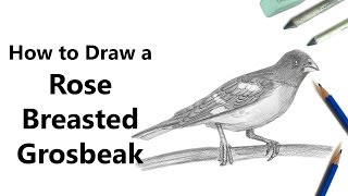 How to Draw a RoseBreasted Grosbeak with Pencils Time Lapse [upl. by Cormick]