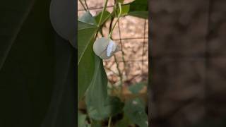 Chinese Noodle Bean Flowers How pretty [upl. by Ahsienak834]