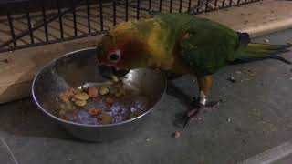 Zupreem FruitBlend Bird Food for Parrots and Conures [upl. by Kare]