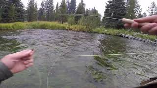 Upper Deschutes Fly Fishing small trout and Cascade Lakes Hwy drive [upl. by Erlandson]