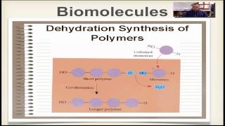 Chapter 2B Part 3  Dehydration Synthesis amp Hydrolysis [upl. by Zwart]