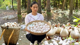 Harvesting Duck Eggs Goes To Market Sale Cooking  Farm Life [upl. by Eiramesor]