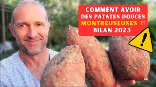 Comment avoir des patates douces monstrueuses ► Saison 2023 [upl. by Amersham584]