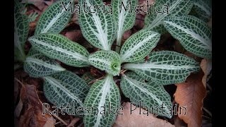 Materia Medica Rattlesnake Plantain 13 [upl. by Kristan]