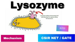 Lysozyme enzyme in Hindi  History Mode of action amp Mechanism [upl. by Initirb616]