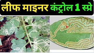 leaf miner insecticide  leaf miner treatment organic  लीफ माइनर की दवा leaf miner ka gharelu upay [upl. by Kerby]