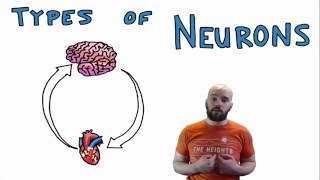 Types of Neurons  Structural and Functional Classes [upl. by Munafo972]