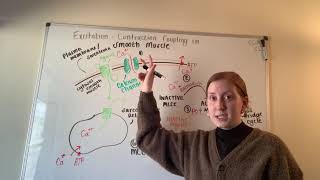 2 Excitation Contraction Coupling in Smooth Muscle [upl. by Yud]