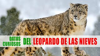 Leopardo de las nieves Irbis Panthera uncia  Datos curiosos de animales [upl. by Sinnelg]