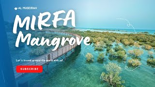 Al Mugheirah Bay  MIRFA MANGROVE PARK [upl. by Hera]