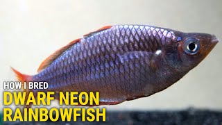 How I Bred Dwarf Neon Rainbowfish at Home [upl. by Attenor443]