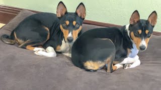 Basenjis on a Tuesday  May 14 2024 [upl. by Dick126]