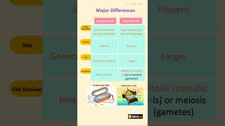 Difference between prokaryotic and eukaryotic cells biology neet [upl. by Jaye]