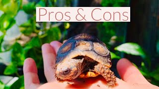 Red Footed Tortoise Pros amp Cons [upl. by Ycnalc]