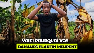 Comment bien planter la banane plantain [upl. by Fortunio]