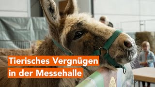 Rassekatzen Alpakas und mehr Tierisches Vergnügen in der HanseMesse [upl. by Tadashi571]