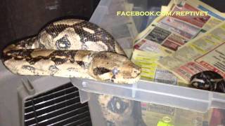 boa constrictor con estomatitis [upl. by Sheeree147]