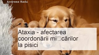 Ataxia  afectarea coordonării mișcărilor la pisici [upl. by Dlonyer]