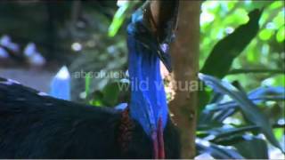 Cassowary eating rainforest fruit [upl. by Altman]