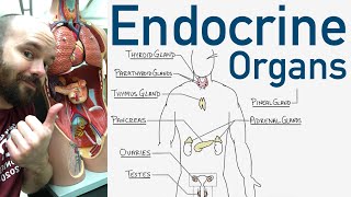 Endocrine Organs  BEST Way to Learn All the Endocrine Organs and What They Do [upl. by Nylavad]