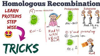 Homologous Recombination stepwise proteinstricks 🤩Made Easy [upl. by Dupin]