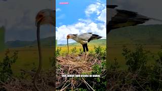 how secretary birds eat snakes animals bird [upl. by Ariek857]