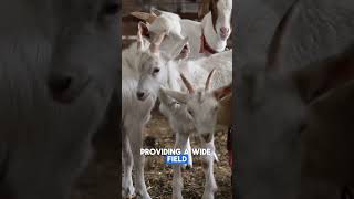 5 FVCTS  5 Facts About Goats  zfa facts shorts goats viralvideo story wildlife animals [upl. by Nosyrb364]