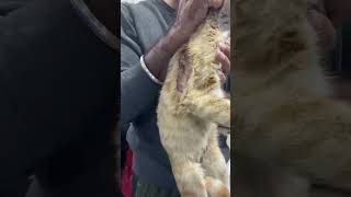 🚨 Mama Cat BRUTALLY Electrocuted Still Protecting Her Babies With All She Has STORY BELOW [upl. by Muslim981]