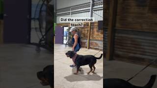 Big Rottweiler tries to pull dog owner until [upl. by Shellans]