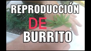 Cultivo de burrito  aloysia polystachya [upl. by Gretchen]