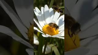 Eristalis arbustorum léristale des arbustes espèce dinsecte diptère du sousordre des Brachycera [upl. by Eednarb]