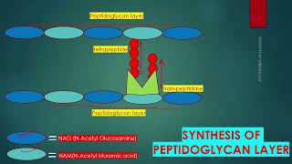 PEPTIDOGLYCAN SYNTHESIS IN BACTERIAL CELL WALL IN ENGLISH [upl. by Aneda191]