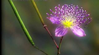 Auguries Of Innocence written by William Blake [upl. by Longfellow]