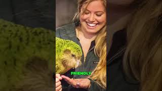 Meet the Adorable Kakapo New Zealands Unique Parrotfacts viralvideo animalfacts [upl. by Mattox]