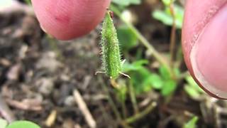 Yellow Woodsorrel Oxalis Stricta Seeds Exploding in Slow Motion [upl. by Kristyn]